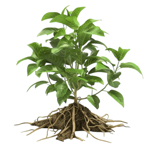 Organic and Natural Plant Protection Products